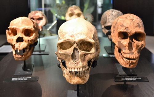 skull human bones