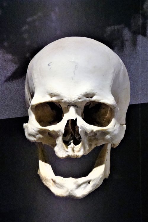 skull bone weird