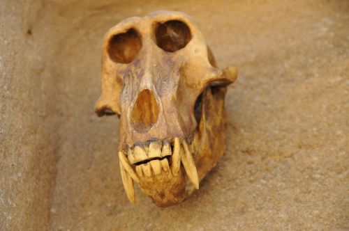 skull animal head