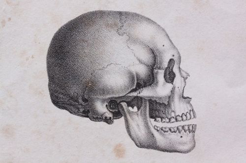 skull skull and crossbones human
