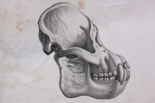 skull skull and crossbones orang-utan