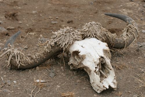 skull antelope death