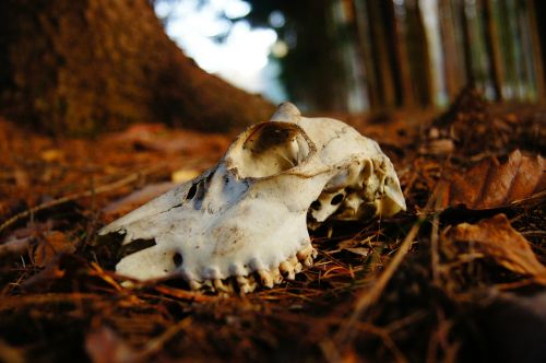 skull bone forest