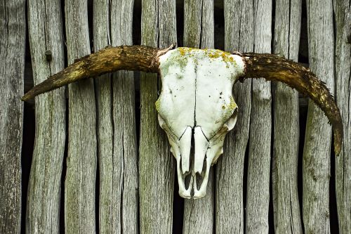 skull beef bone