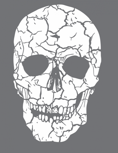skull bone skeleton