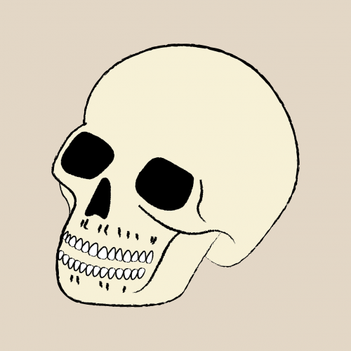 skull bone skeleton