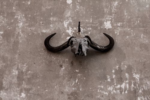 skull gnu ox