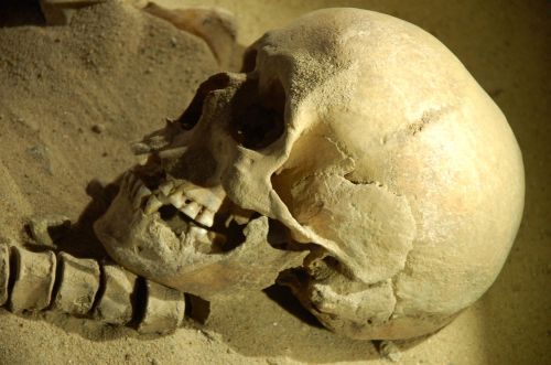 skull the bones the head of the