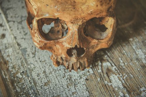 skull head bone