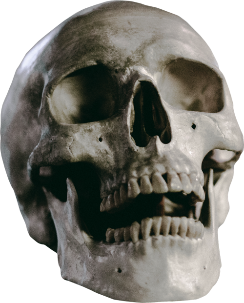 skull skeleton head