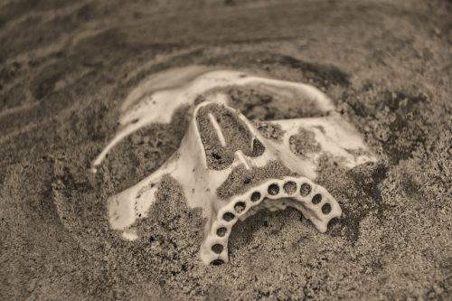 skull death fossil