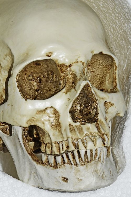 skull bones skeleton
