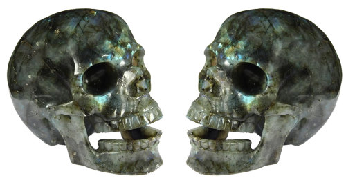 skull isolated skull and crossbones