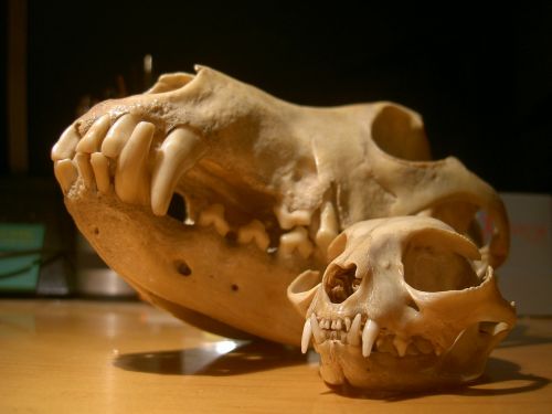 skull cat dog