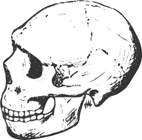 skull head human
