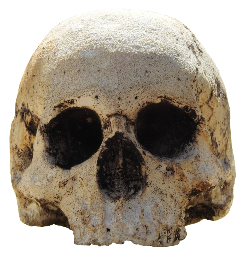 skull head skull and crossbones