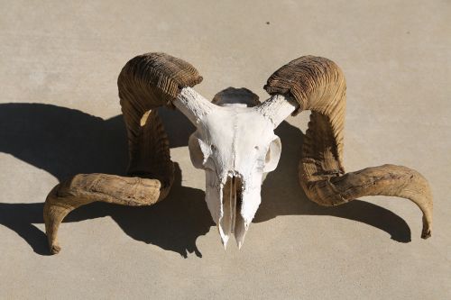 skull mammal horn
