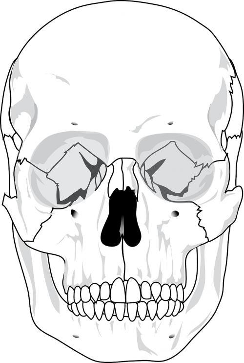 skull human diagram