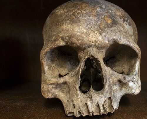 skull  skeleton  bone