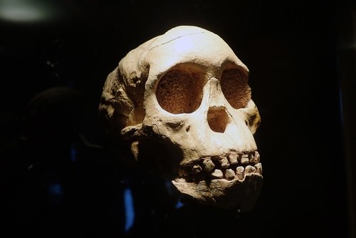 skull  anthropology  archeology