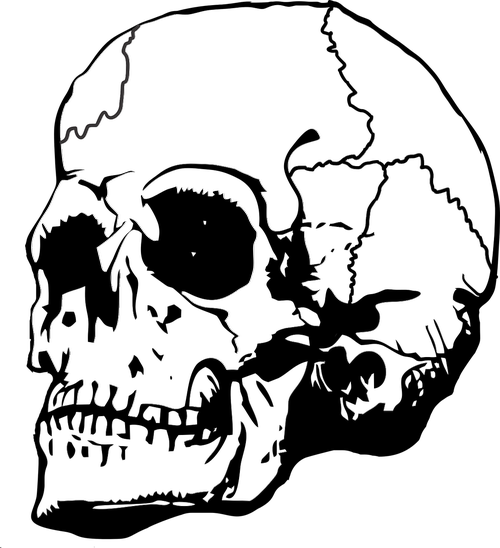 skull  bone  bones