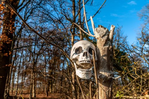 skull  tree  forest