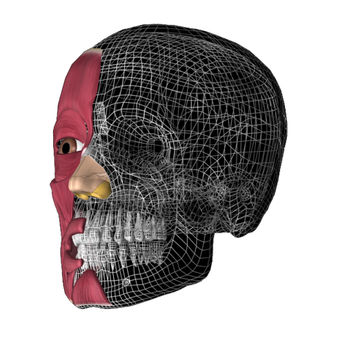 skull 3d anatomy anatomy 3d