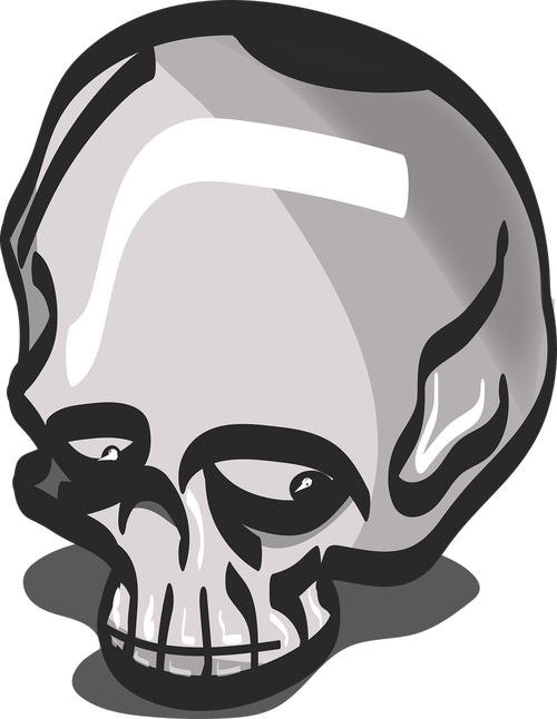 skull  bone  human skull