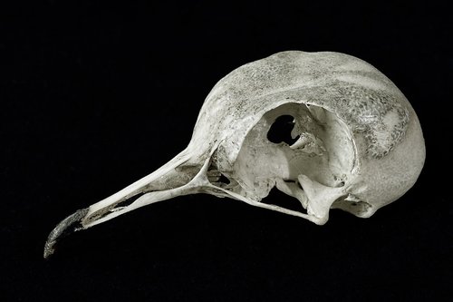 skull  collared-dove  bird