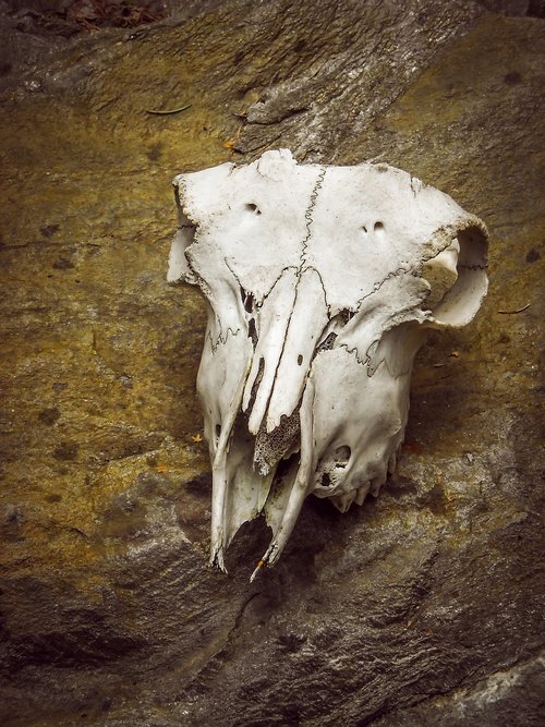 skull  animal  skeleton