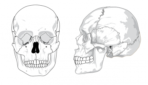 skull diagram bones