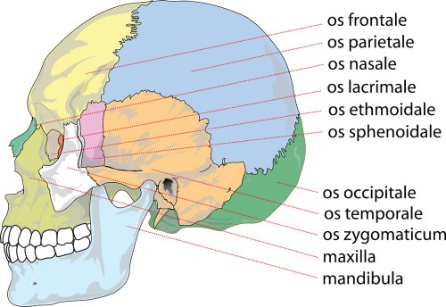 skull human anatomy