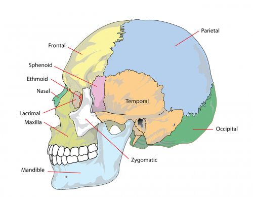 skull human head
