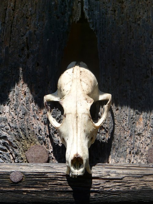 skull  skull of goat  death