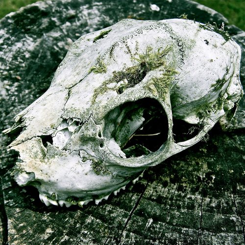 skull  bone  death