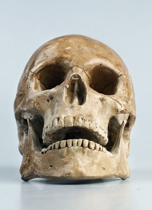 skull color teeth