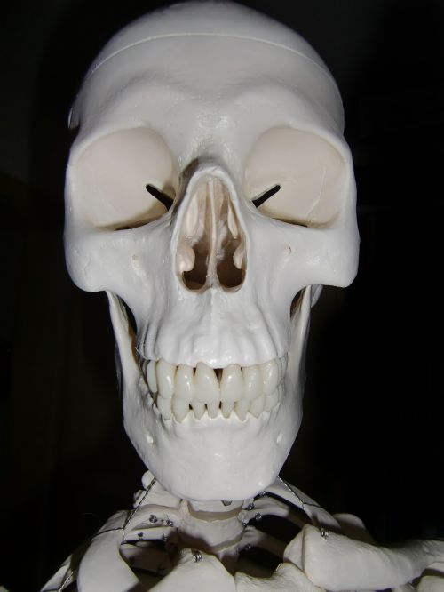 skull skeleton skull and crossbones