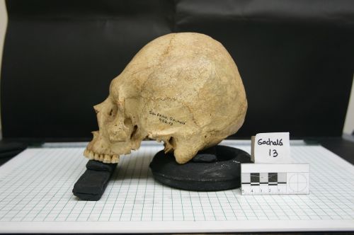 skull skeletons bones