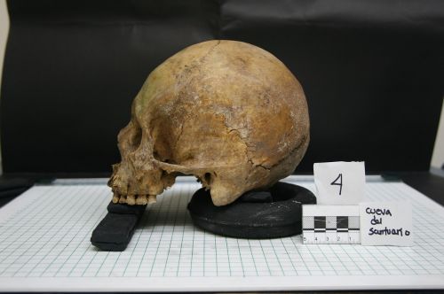 skull skeletons bones