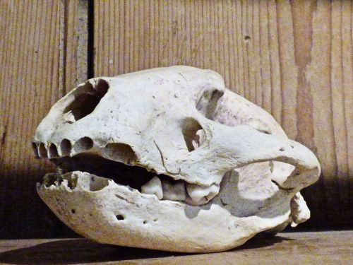 skull animal skeleton