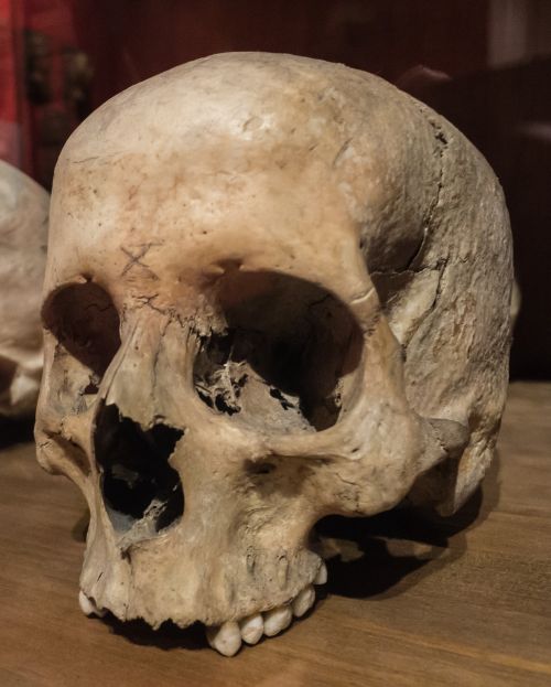 skull death skeleton
