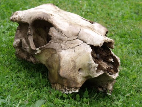 skull cow bone