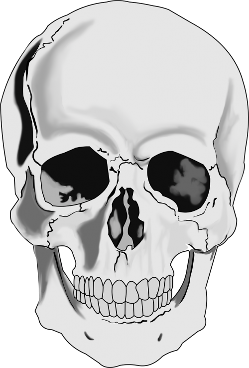 skull skeleton human skull