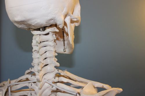 skull vertebrae anatomy