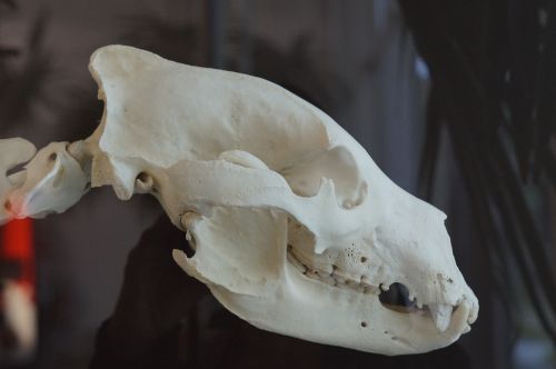 skull bear skull bear