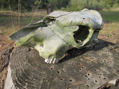 skull bone animal