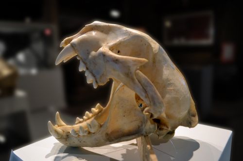 skull puma mountain lion
