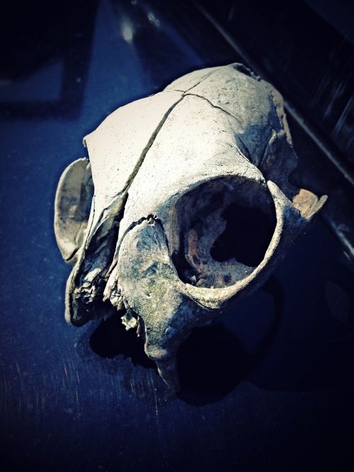 skull dark black
