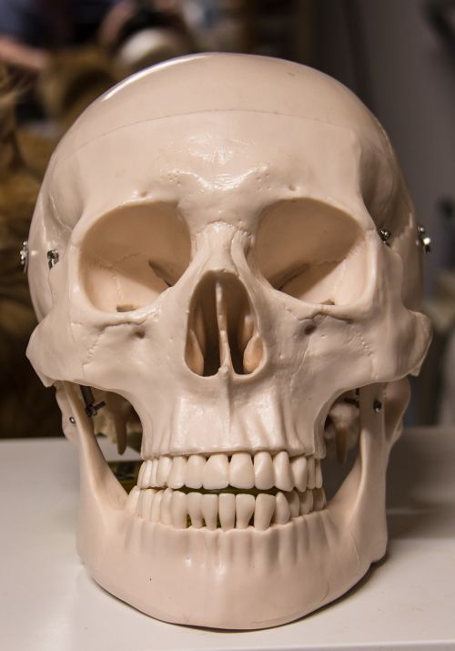 skull and crossbones skull halloween