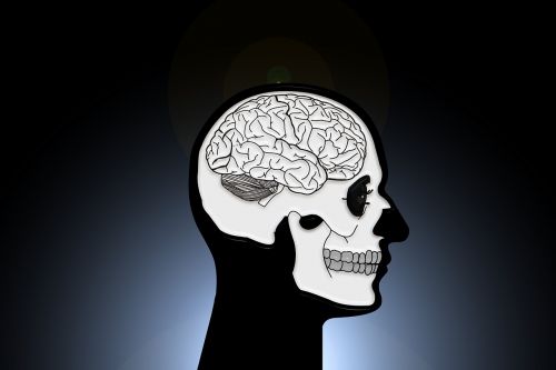 skull and crossbones skull brain